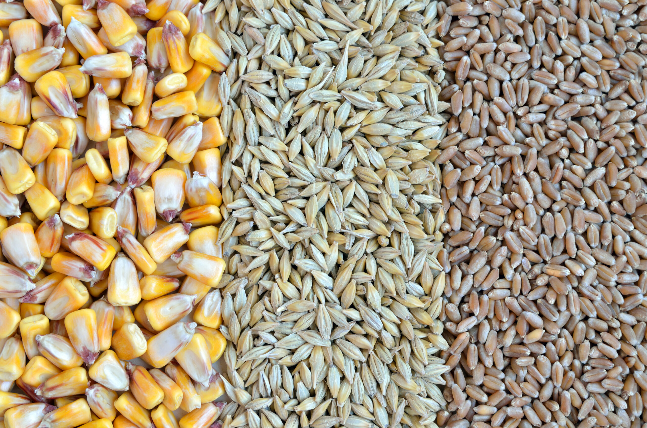 How to hit your 48g whole grain daily target